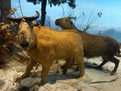 -陕西自然博物馆