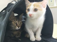 -瑞鹏宠物医院·骨科·猫科·内科(第一中心)