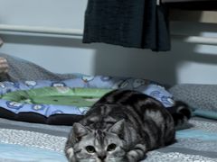 -纳吉亚猫专科动物诊疗中心(蒋宅口分院)