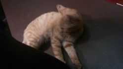 android_upload_pic-汉刺青TATTOO STUDIO