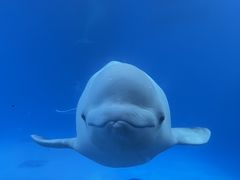 -海合安成都极地海洋公园