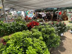 -中环花鸟鱼虫市场