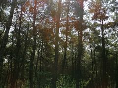 -铁山坪森林公园