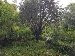 -九龙公园