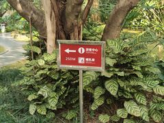 -金花茶公园
