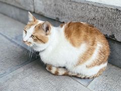 -罔极寺
