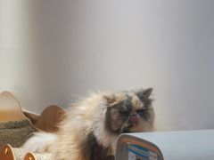 -有猫主题·治愈系猫咖(曾厝垵店)