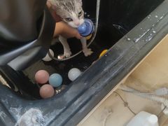 -佳雯宠物医院·皮肤科·内外科(春晓路分院)