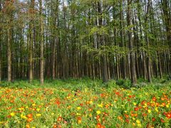 -上海共青森林公园