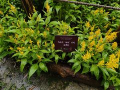 -深圳仙湖植物园