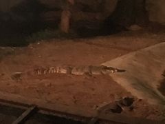 -清迈夜间动物园