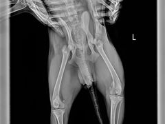 -萌兽医馆·宠物医院·猫骨科(创景店)