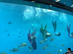 -瑞德姆美人鱼海底演艺主题餐厅(亚龙湾店)