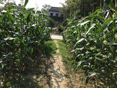 -田园东方蜜桃村的田野营地