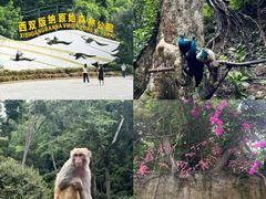 -西双版纳原始森林公园