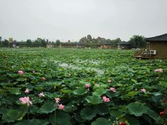 android_upload_pic-灵山莲花公园-温泉度假区