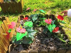 -合肥滨湖国家森林公园