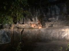 -清迈夜间动物园