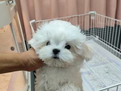 -翊宠yipet猫狗购宠庄园犬舍•猫舍