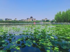 -莲花池公园