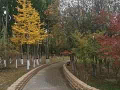 -大兴滨河森林公园