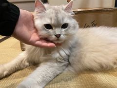 -逗柴咖啡屋·狗咖猫咖宠物桌游