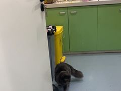 -佳怡动物医院·平价24小时·猫专科骨外科