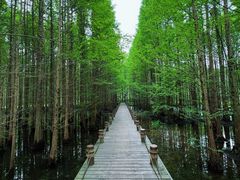 -桤木河湿地公园