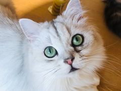 -猫腻·猫咖·撸猫馆(星光大道店)
