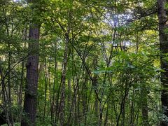 -五营红松林海景区