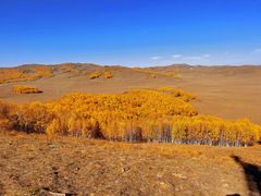 -乌兰布统景区-白桦林