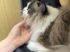 -美联众合动物医院·24h转诊中心