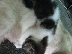 -喵店&猫咖