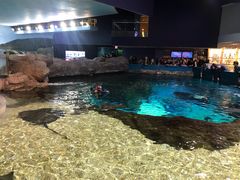 -瑞普利水族馆