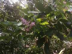 -羚羊峡古栈道森林公园