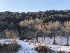 -沈阳森林动物园