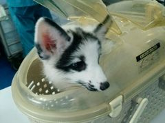 -瑞派·关忠动物医院·异宠专科·犬猫肿瘤·皮肤专科(望京店)