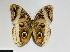 -上海昆虫博物馆