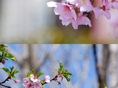 -顾村公园