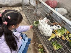 -喜杨洋草莓采摘园