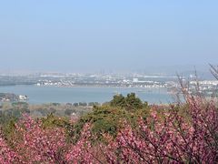 -香雪海