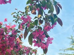 -石家庄市植物园