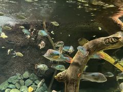 -大阪海游馆