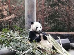 -都江堰中华大熊猫苑