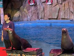 -烟台海昌鲸鲨海洋公园