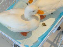 -怪兽屋·羊驼·猫咖·狗咖(俊华广场店)