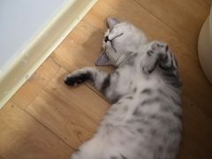 -熊姬手作茶物(汇金谷店)