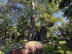 -瑞丽独树成林风景区