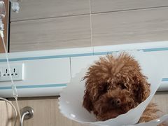 -北京观赏动物医院·24小时大型综合·猫专科·异宠专科