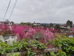 -玫瑰庄园·自助烧烤·烤全羊·团建拓展(龙泉山店)